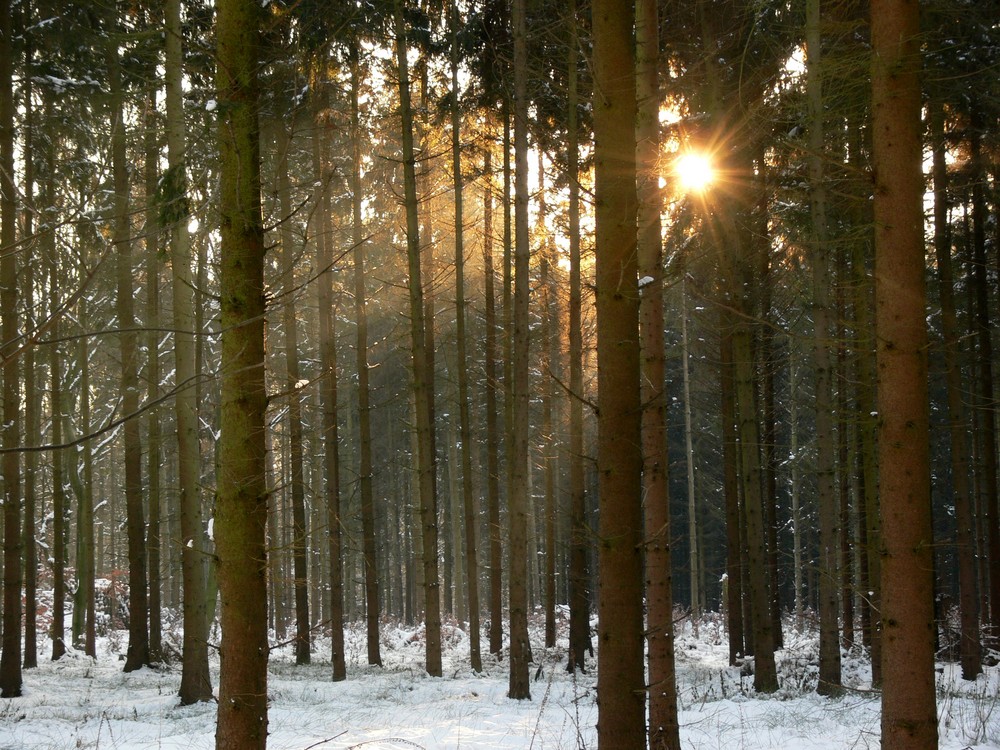 Winterwald