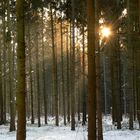 Winterwald