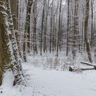 Winterwald