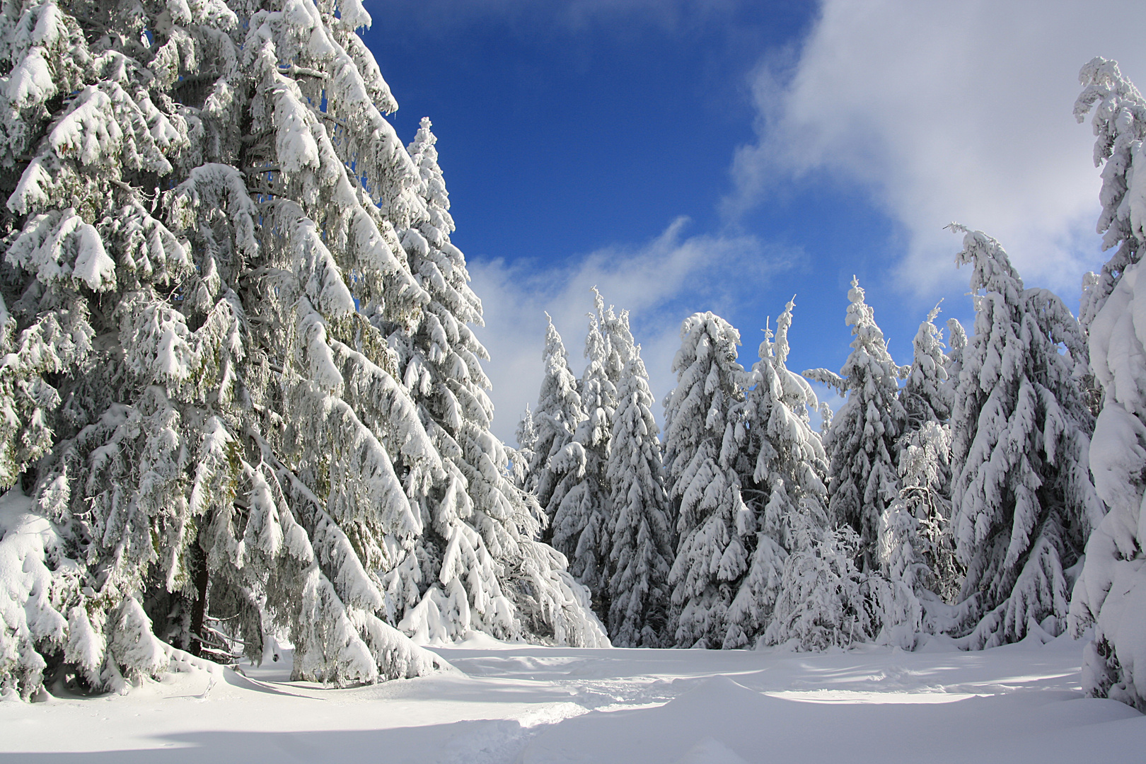 Winterwald