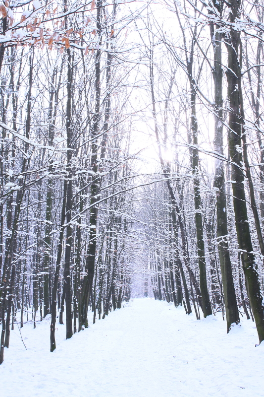 Winterwald