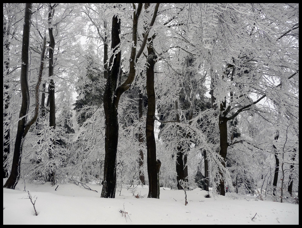 Winterwald