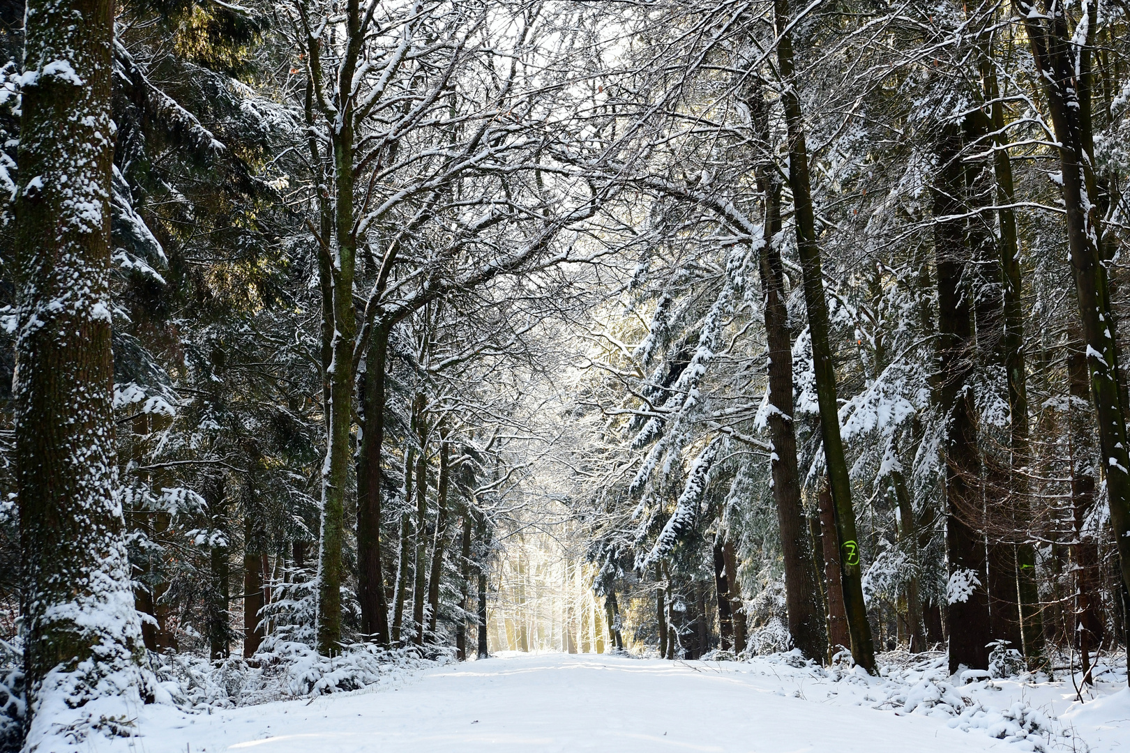 Winterwald