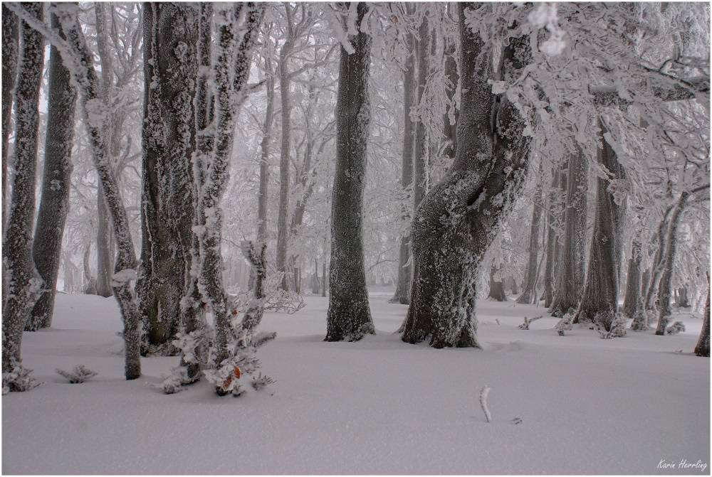 Winterwald