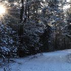 Winterwald