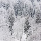 Winterwald