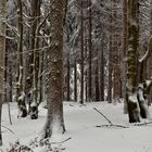 Winterwald