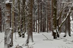 Winterwald