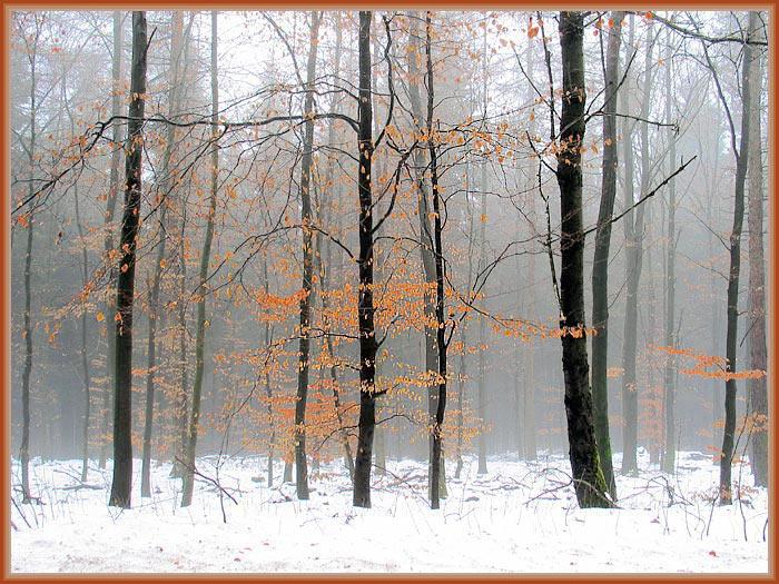 Winterwald