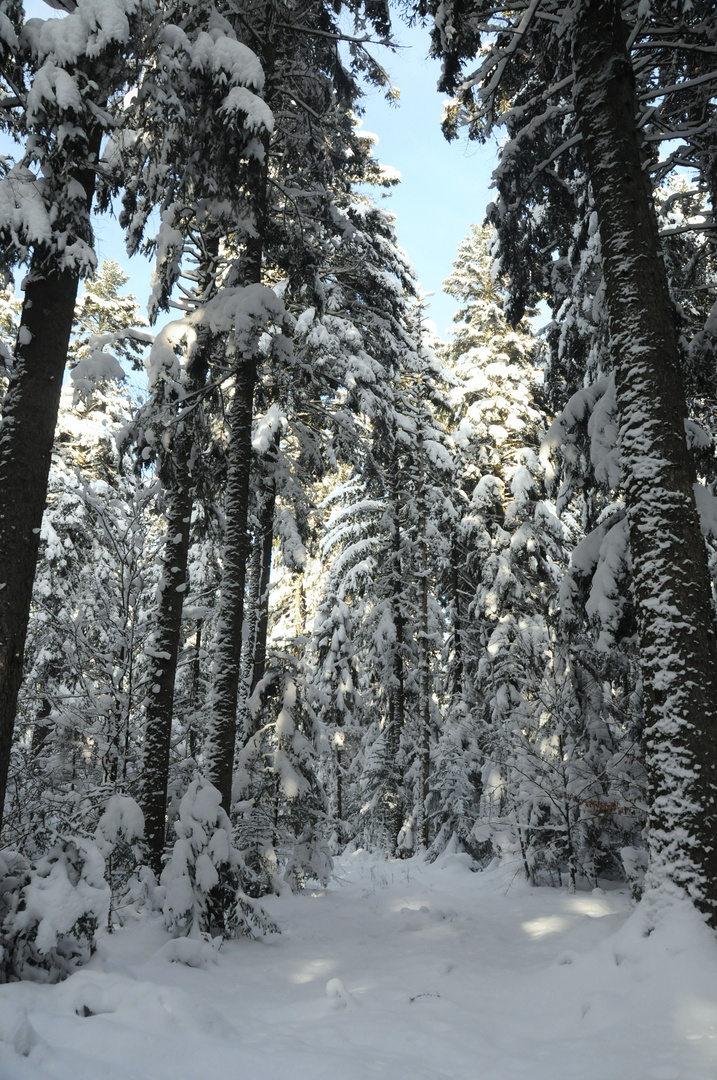 Winterwald