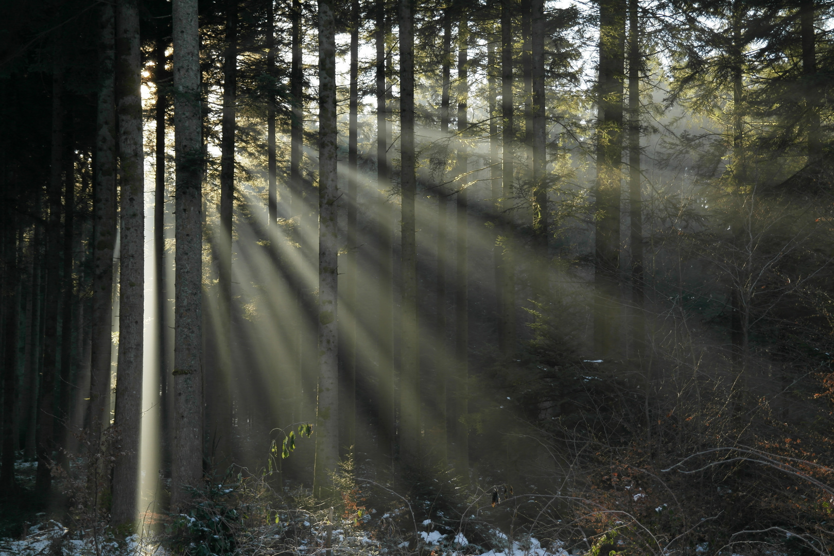 Winterwald