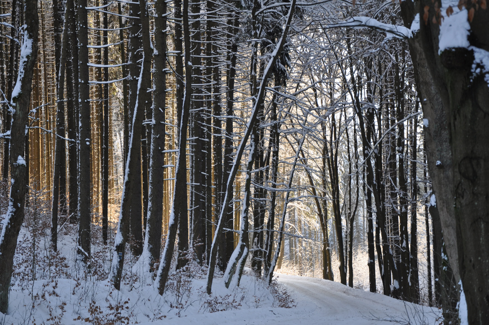 Winterwald