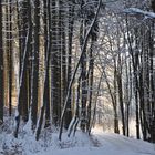 Winterwald