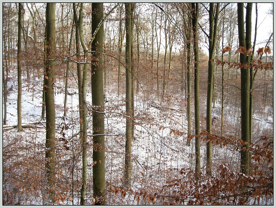 Winterwald