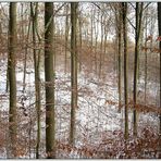 Winterwald