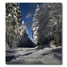 Winterwald