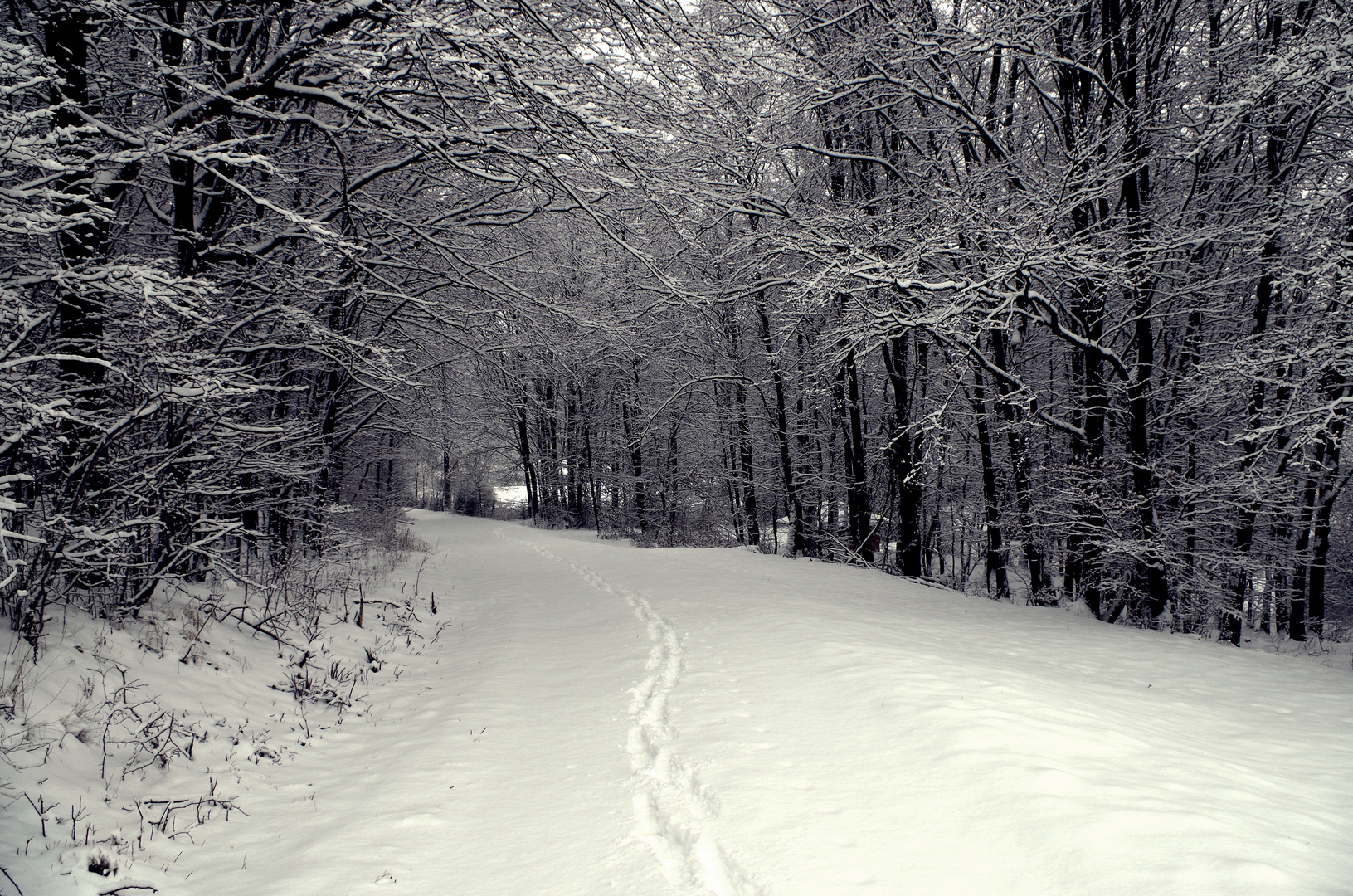 Winterwald