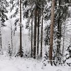 Winterwald