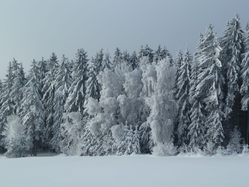 Winterwald