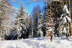 Winterwald