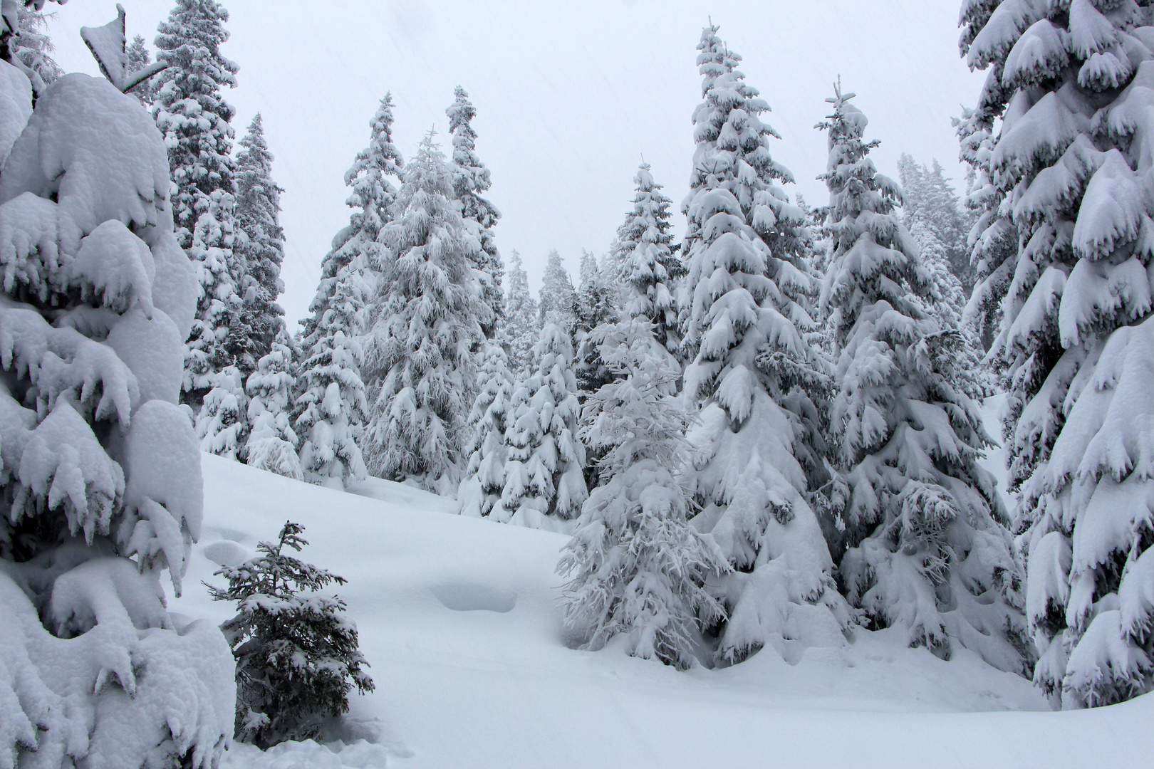 Winterwald