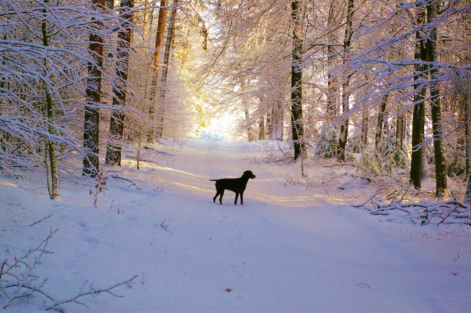 Winterwald