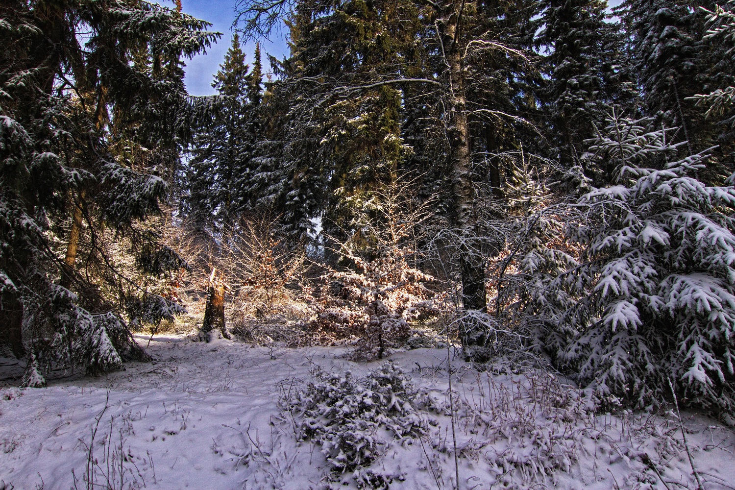 Winterwald