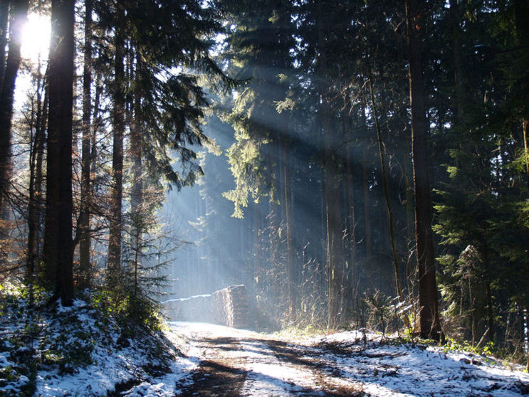 Winterwald