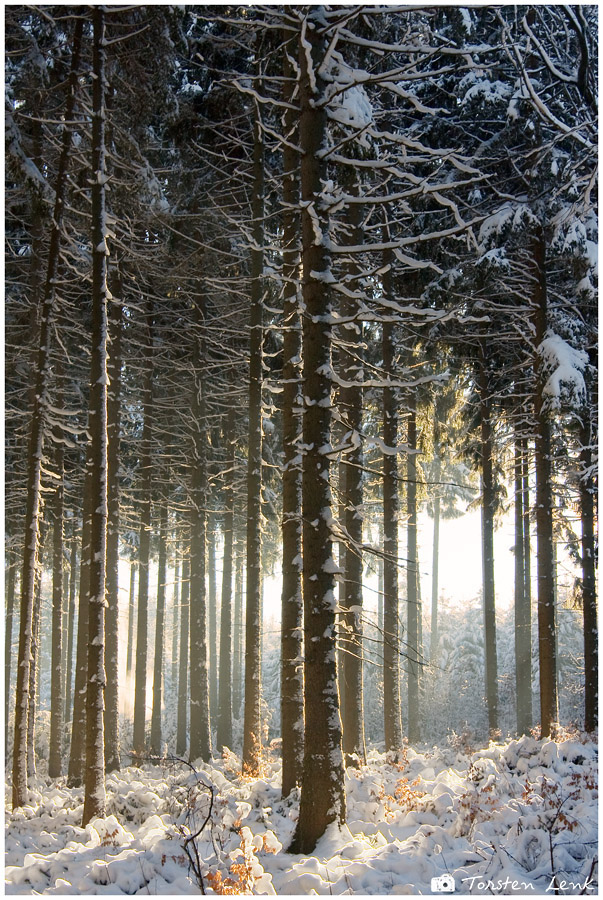 Winterwald