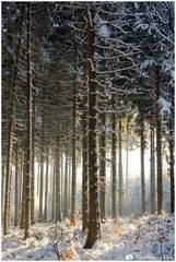 Winterwald