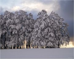 Winterwald