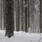 Winterwald