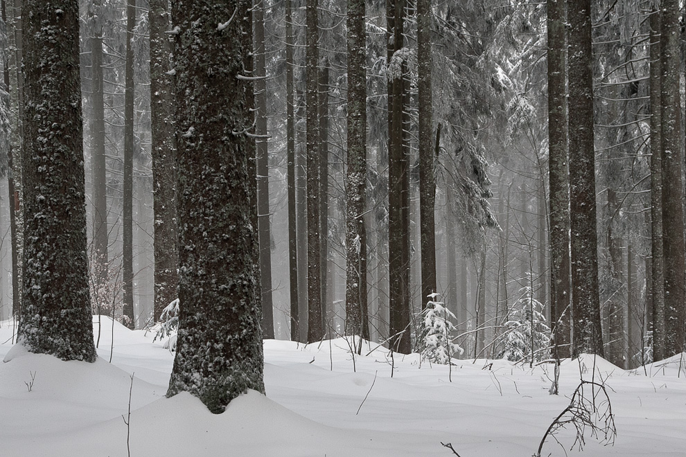 Winterwald