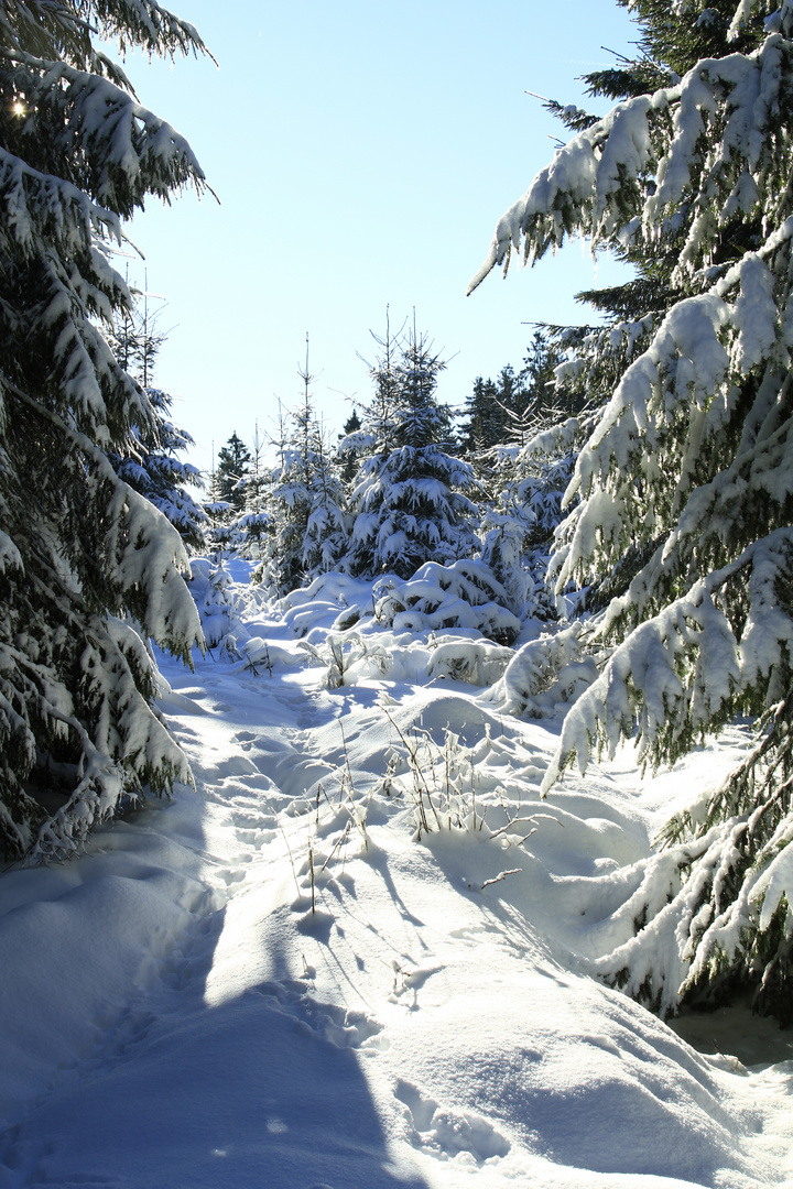 Winterwald 