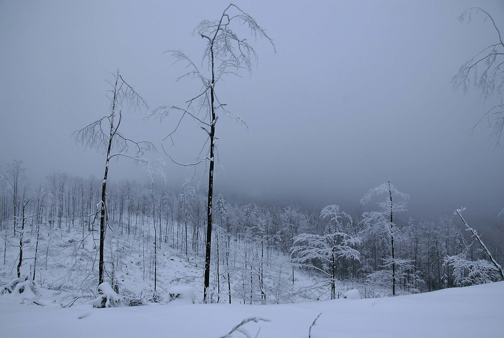 Winterwald