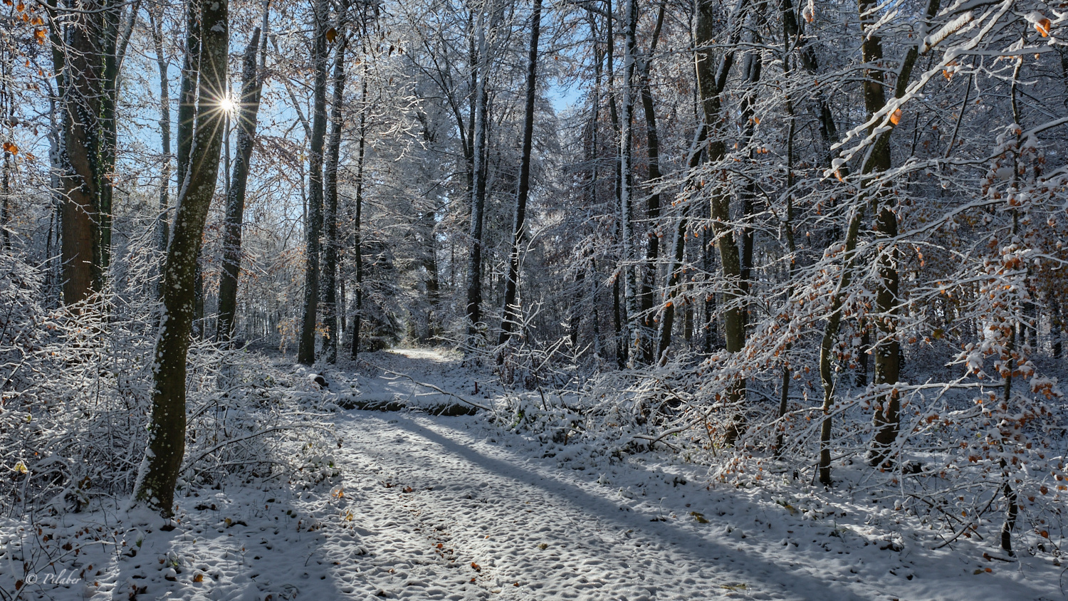 Winterwald