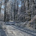 Winterwald