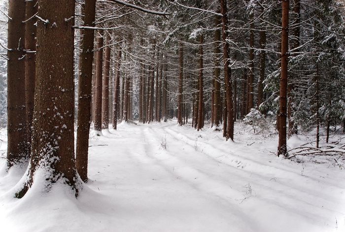 Winterwald