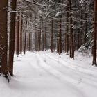 Winterwald