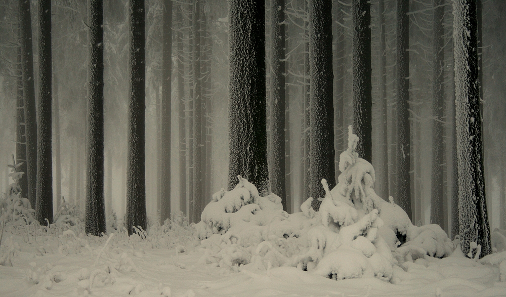 Winterwald