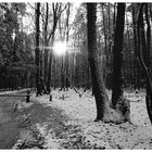  Winterwald ....