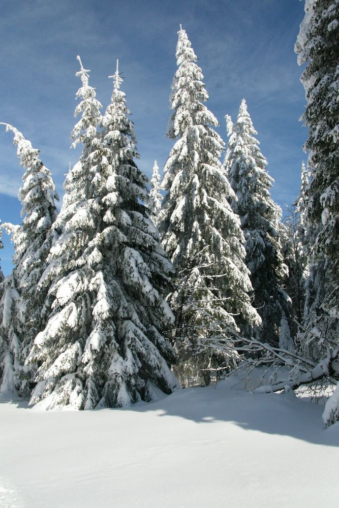 Winterwald Foto & Bild jahreszeiten, winter, natur Bilder auf