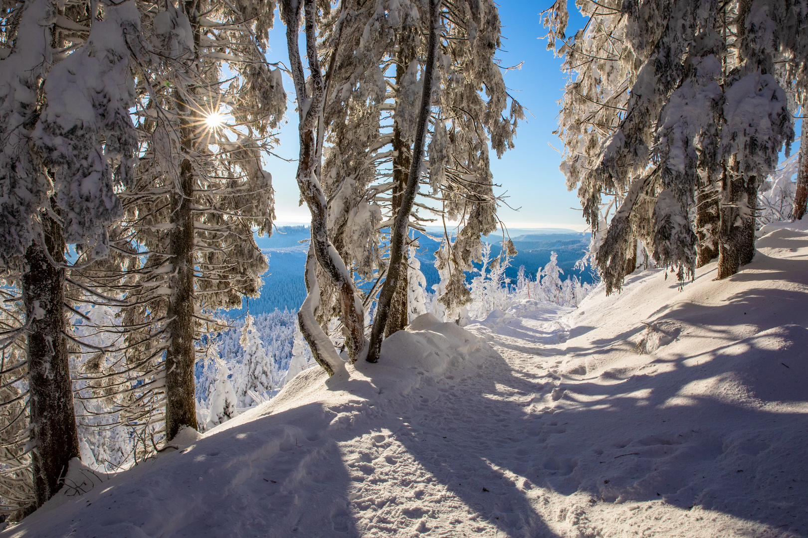 Winterwald