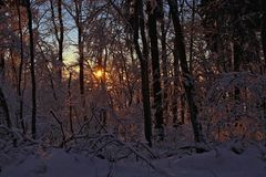 Winter.Wald