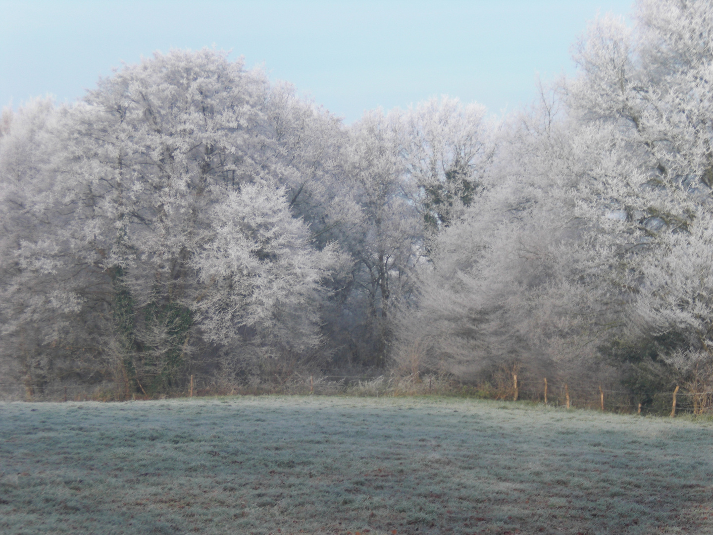 Winterwald