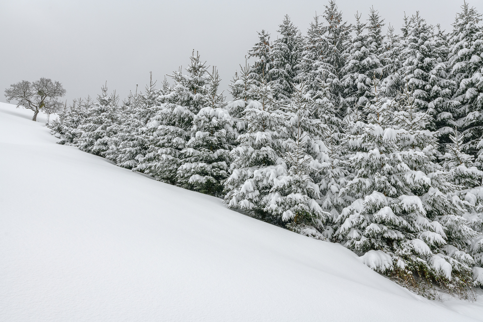 Winterwald ...