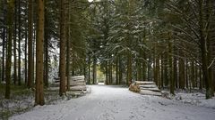 Winterwald