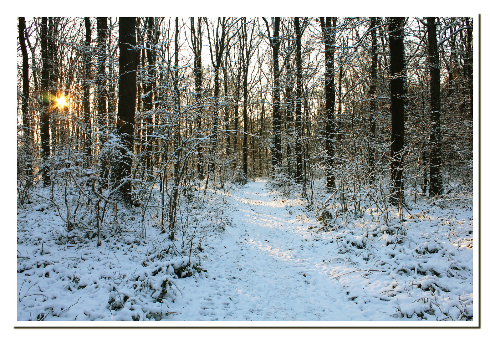 Winterwald