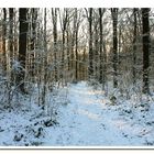 Winterwald