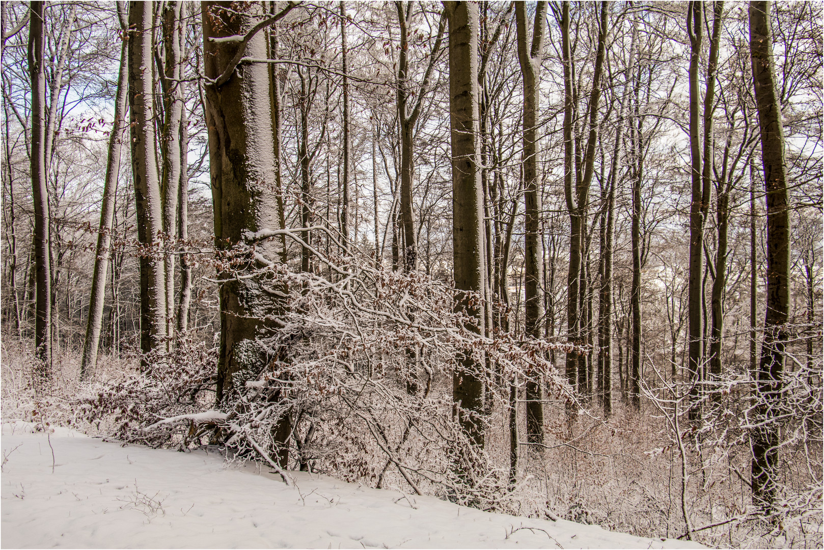 WinterWald